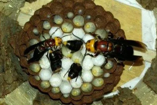 养蜜蜂怎么防止马蜂,可缩小巢门