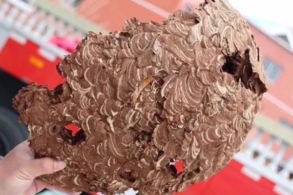 养蜜蜂怎么防止马蜂,可缩小巢门