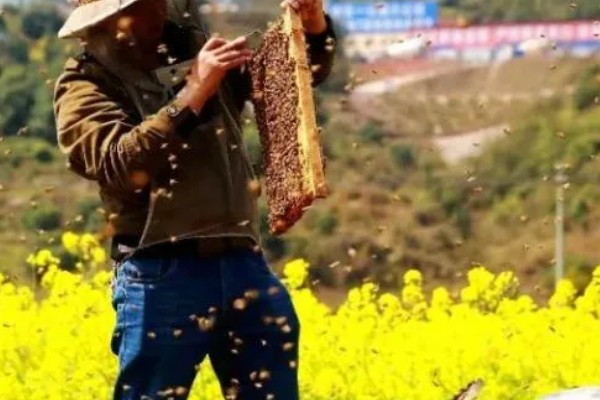 养蜜蜂怎么防止马蜂,可缩小巢门