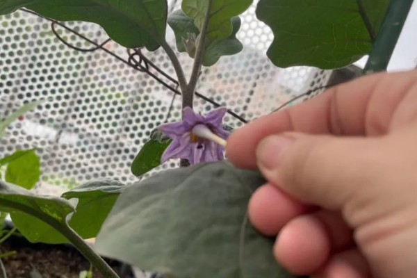 茄子怎么播种，经过催芽后再均匀播撒