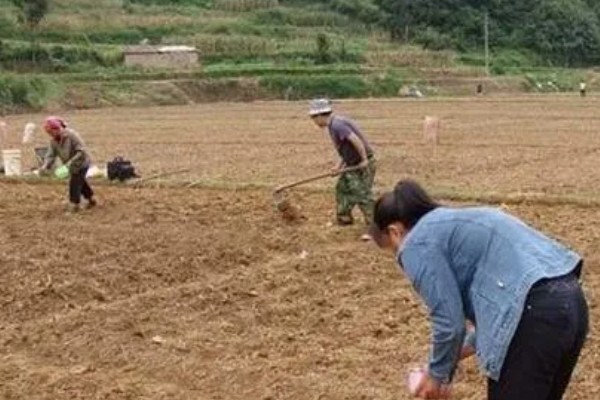 茄子怎么播种，经过催芽后再均匀播撒