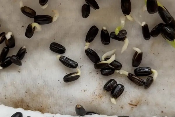 茄子怎么播种，经过催芽后再均匀播撒