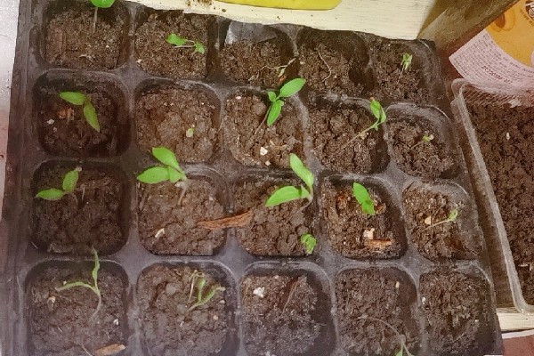茄子怎么播种，经过催芽后再均匀播撒