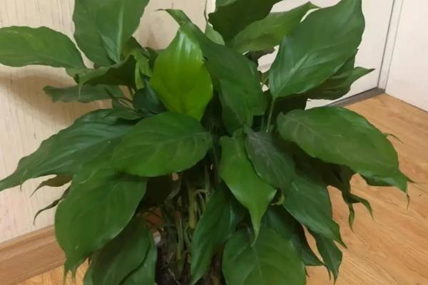 绿植的常见品种，万年青、常春藤、鸭脚木都很常见