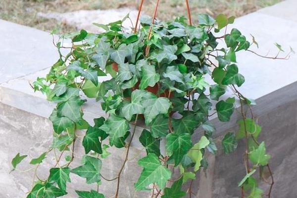 绿植的常见品种，万年青、常春藤、鸭脚木都很常见
