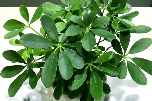 绿植的常见品种，万年青、常春藤、鸭脚木都很常见