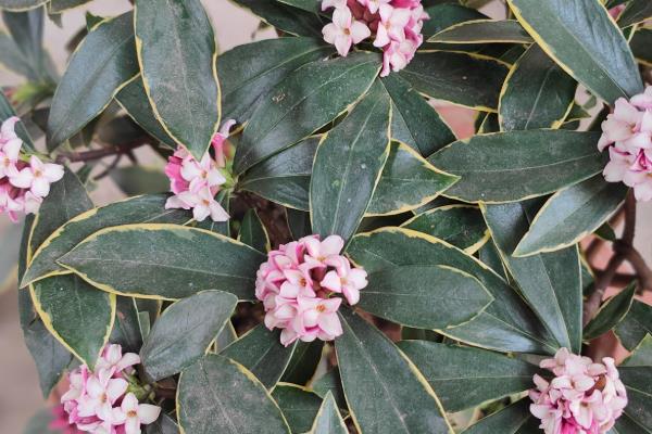 绿植的常见品种，万年青、常春藤、鸭脚木都很常见