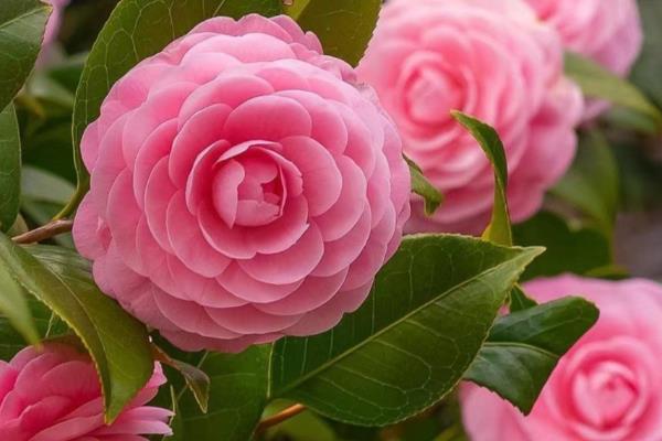 绿植的常见品种，万年青、常春藤、鸭脚木都很常见