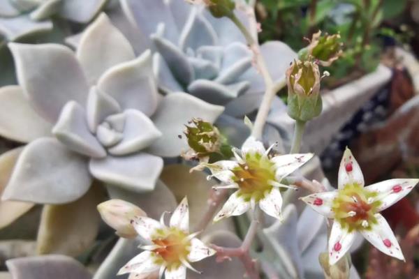 绿植的常见品种，万年青、常春藤、鸭脚木都很常见
