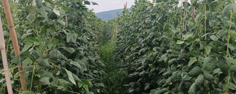 豆角缺素的症状，缺不同元素的症状不同