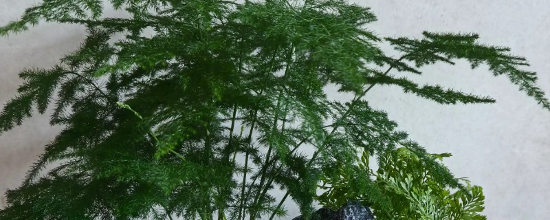 文竹的招财位置，适合摆放在客厅、书房中