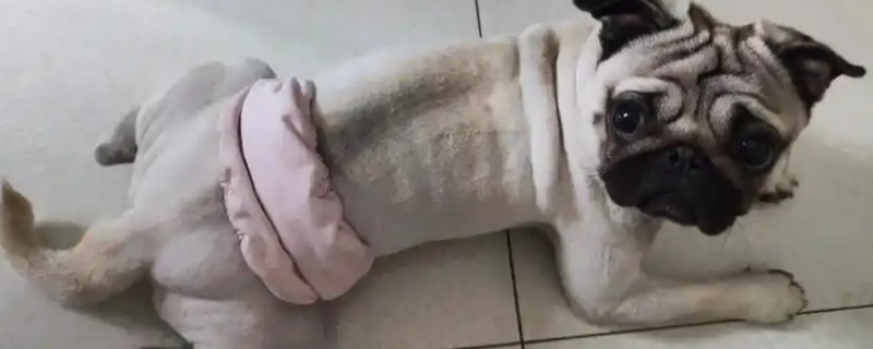 狗狗剃毛后出现红疹的原因，受到刺激、细菌感染、跳蚤咬伤都会引起