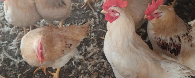 579鸡属于什么品种，属于褐壳鸡