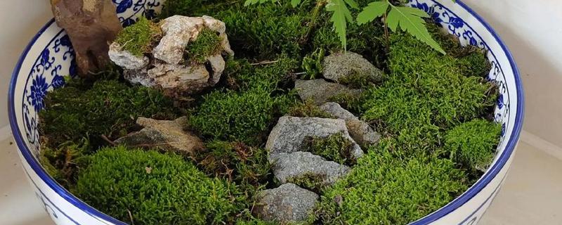 怎么种苔藓孢子粉，选在每年的5-9月份进行