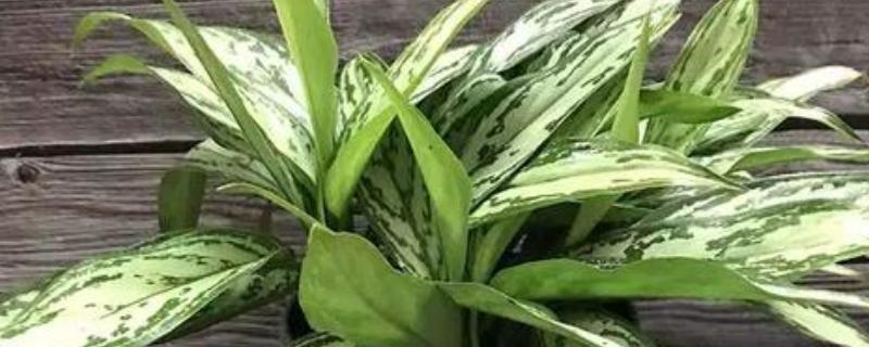 银皇后叶片变绿的原因，叶片原本就是绿色