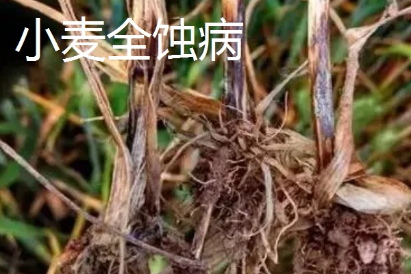 小麦死穗是哪种病，可能是得了全蚀病、纹枯病等