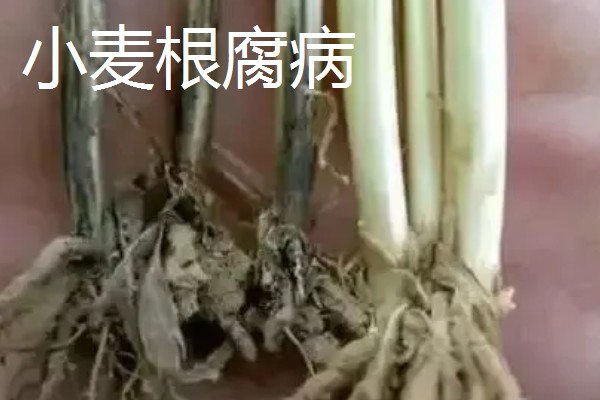 小麦死穗是哪种病，可能是得了全蚀病、纹枯病等