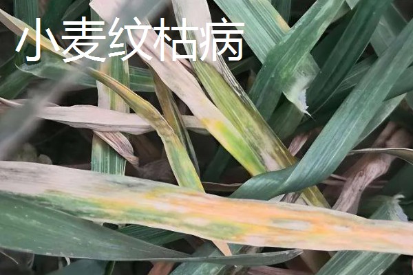 小麦死穗是哪种病，可能是得了全蚀病、纹枯病等