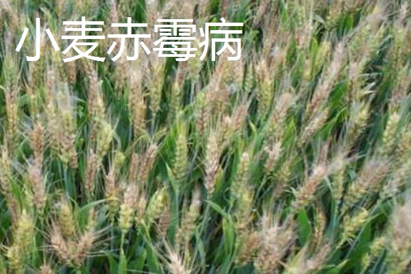 小麦死穗是哪种病，可能是得了全蚀病、纹枯病等