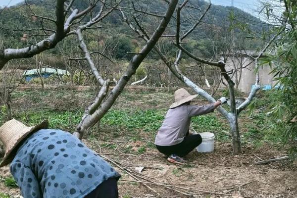 枣树绿盲蝽的防治方法,需及时清理果园