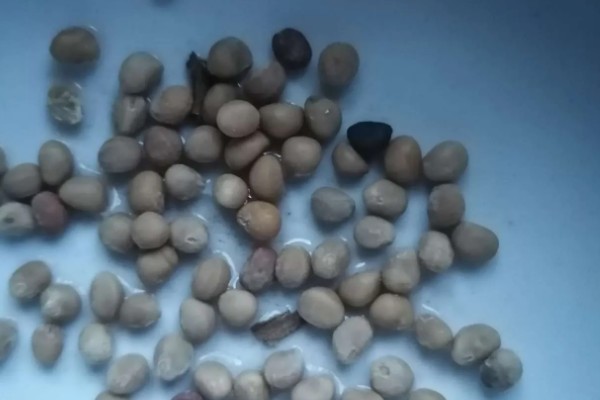 空心菜的种植方法,播种可采用条播和点播的形式