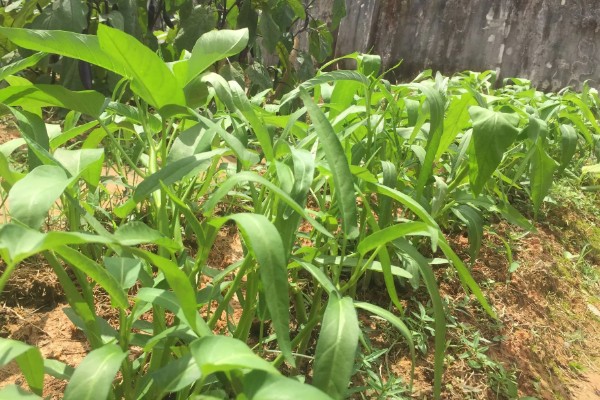 空心菜的种植方法,播种可采用条播和点播的形式