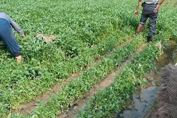 空心菜的种植方法,播种可采用条播和点播的形式