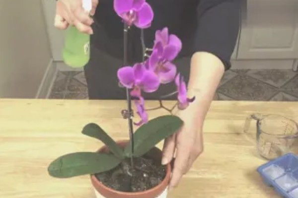 蝴蝶兰长出根芽如何处理，需要及时为其补充水分