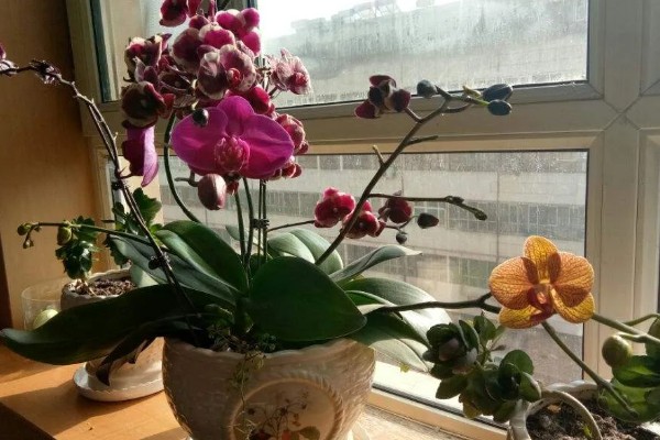蝴蝶兰长出根芽如何处理，需要及时为其补充水分
