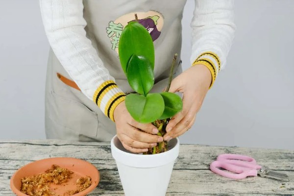 蝴蝶兰长出根芽如何处理，需要及时为其补充水分
