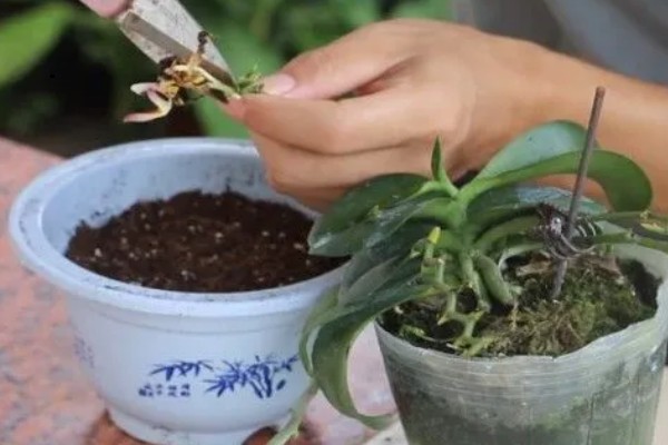 蝴蝶兰长出根芽如何处理，需要及时为其补充水分