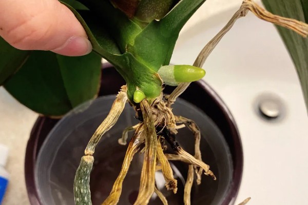 蝴蝶兰长出根芽如何处理，需要及时为其补充水分