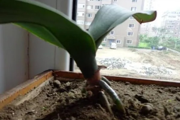 蝴蝶兰长出根芽如何处理，需要及时为其补充水分