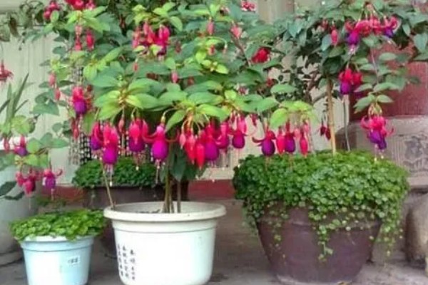 灯笼花的耐寒温度，可耐寒5℃