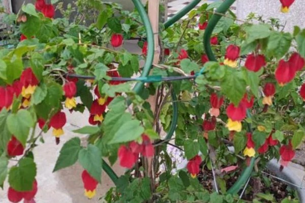 灯笼花的耐寒温度，可耐寒5℃