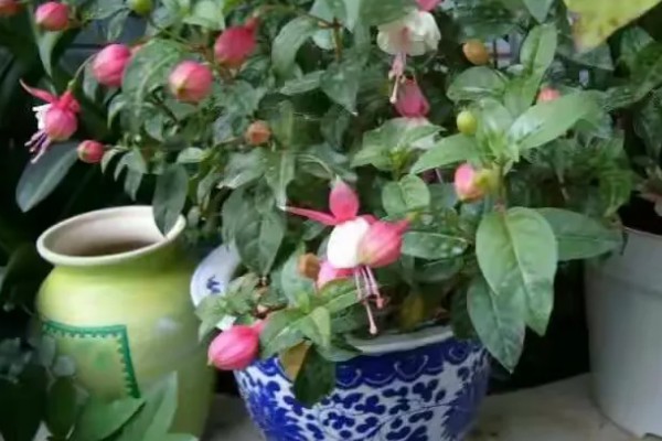 灯笼花的耐寒温度，可耐寒5℃