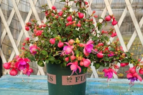 灯笼花的耐寒温度，可耐寒5℃