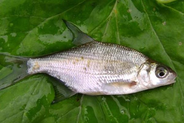 鳊鱼的品种，常见长春鳊、三角鲂、团头鲂