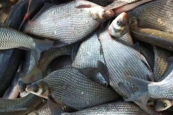 鳊鱼的品种，常见长春鳊、三角鲂、团头鲂