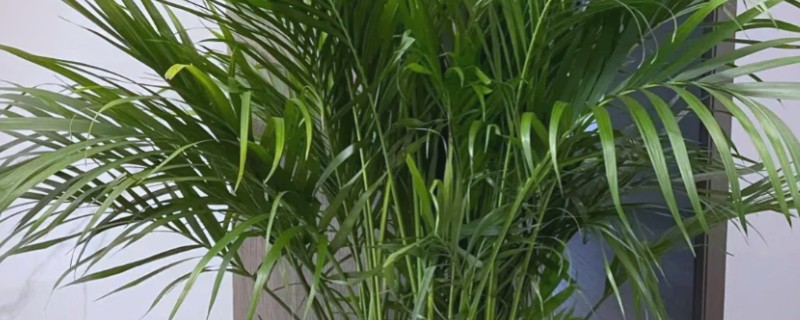 散尾葵喜阴吗，属于喜阳植物