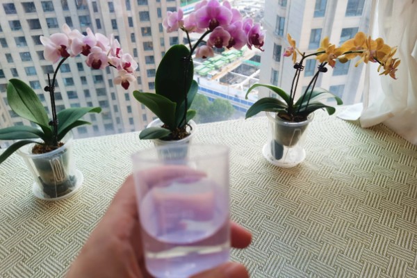 蝴蝶兰的根长在土外处理办法，可加土掩埋