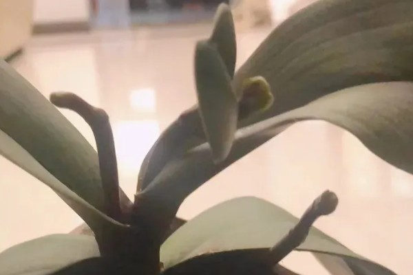 蝴蝶兰的根长在土外处理办法，可加土掩埋