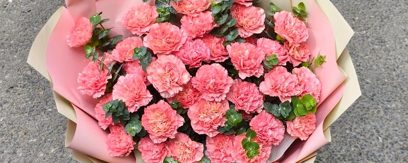 母亲生日适合赠送哪些花卉，可选择康乃馨、长寿花等品种
