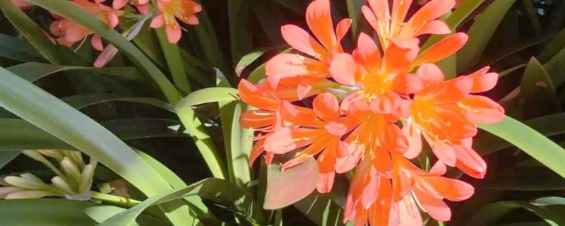君子兰在什么季节开花，可全年开花