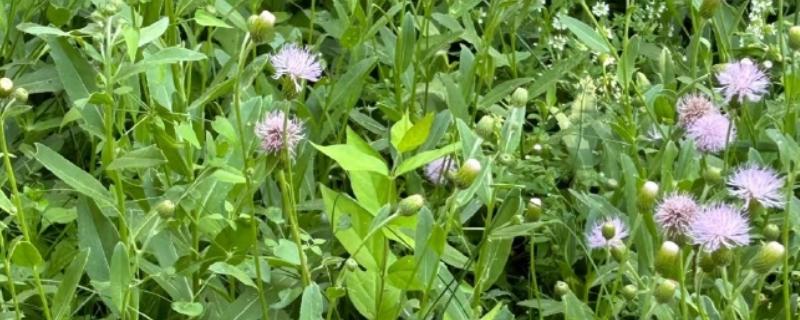 刺儿菜的分布地区，全国大多数的地方均有分布