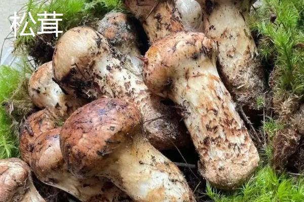 松茸与姬松茸有什么区别,科属及外观特征有所不同