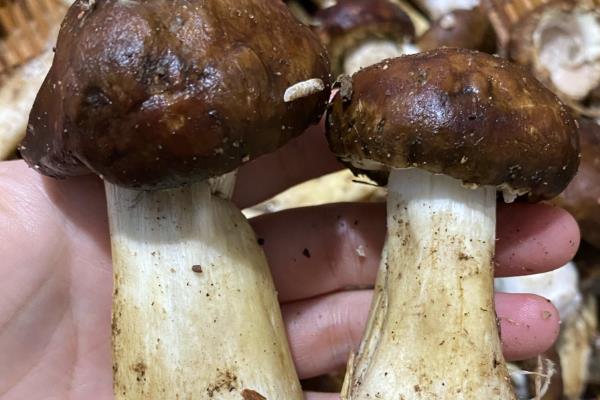松茸与姬松茸有什么区别,科属及外观特征有所不同