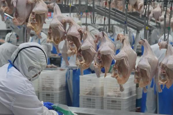 杀鸡快速去毛的方法，用碱水浸泡后有助于拔毛