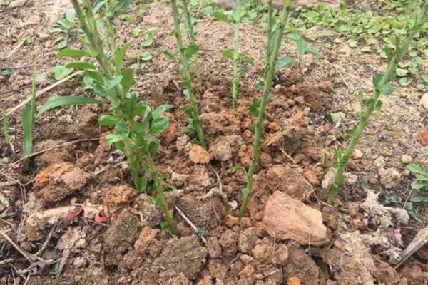 枸杞的扦插种植方法,用插条在3月、6月、8月进行