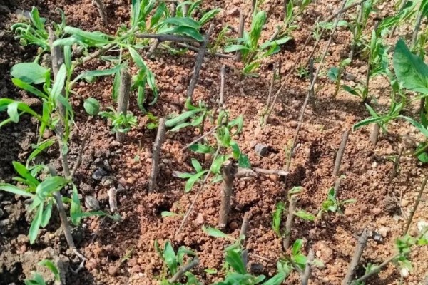 枸杞的扦插种植方法,用插条在3月、6月、8月进行